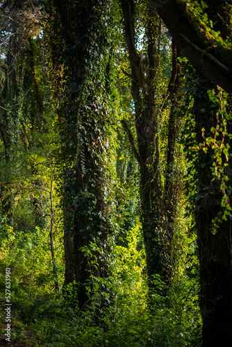 Natureza - Sintra © Josedanielde