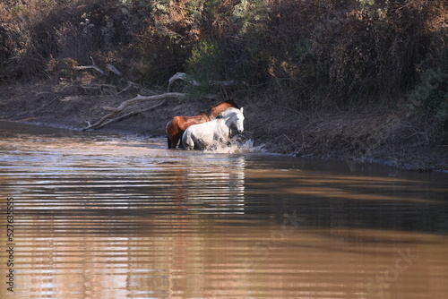 white horse