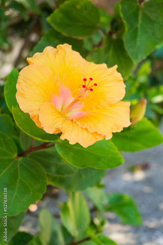 Large yellow - pink hibiscus flower in the garden Large yellow - pink hibiscus flower in the garden