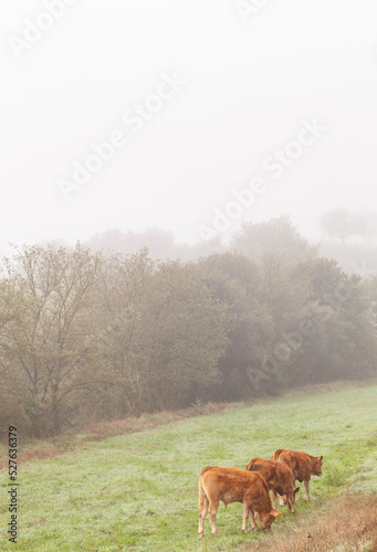 Tres (3) terneros de raza Limousin en un campo al amanecer entre la niebla, bruma (vaca, bóvido). Septiembre, otoño, otoñal. 