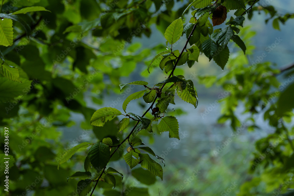DROPS ON THE LEAVES - Traces of rain on green trees DROPS ON THE LEAVES - Traces of rain on green trees