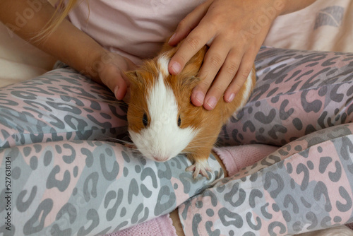 Guinea pig in the arms of a child, a child plays with a guinea pig.