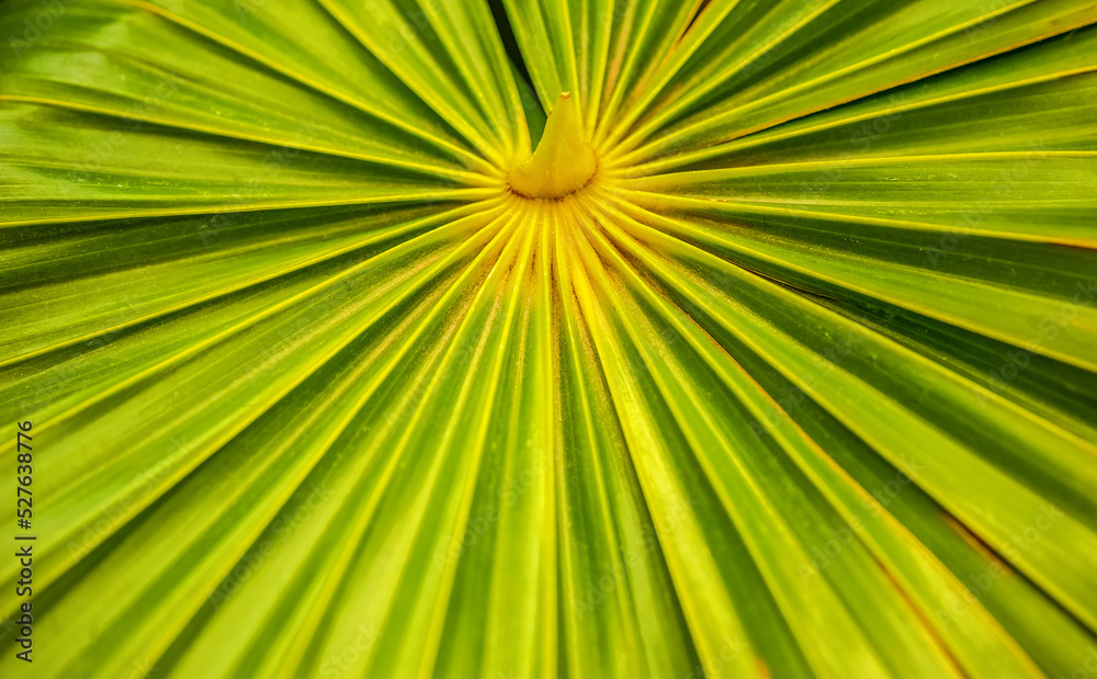 Beautiful close up and details of green leaves
Beautiful close up and details of green leaves