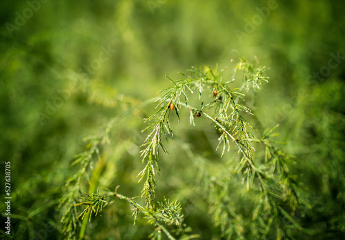 Beautiful close up and details of green leaves 