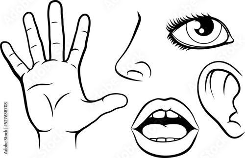 Five Senses Illustration
