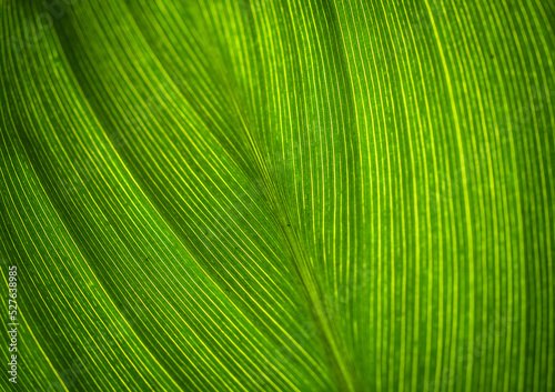 Beautiful close up and details of green leaves 