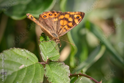 Butterfly perched on green leaves