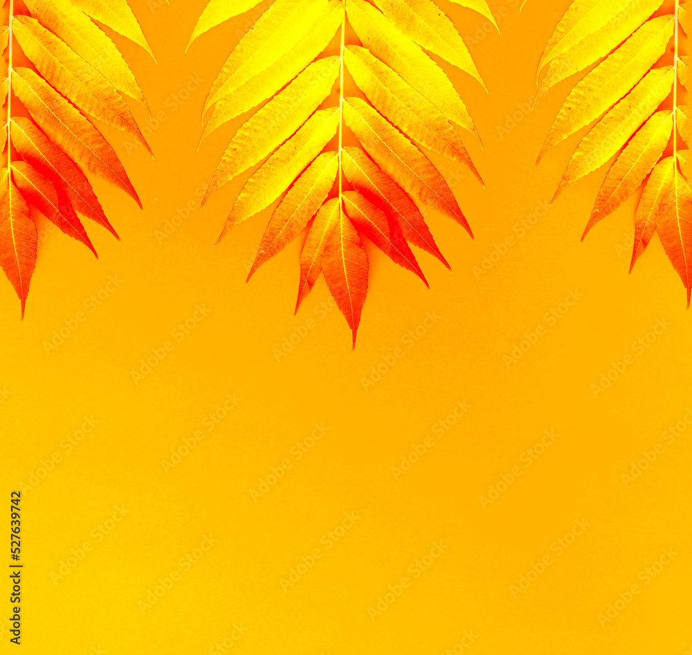 Natural background of colorful leaves. Texture from shades of Pastel Orange for design or wall decoration. Interior decor mit tropical plant.
