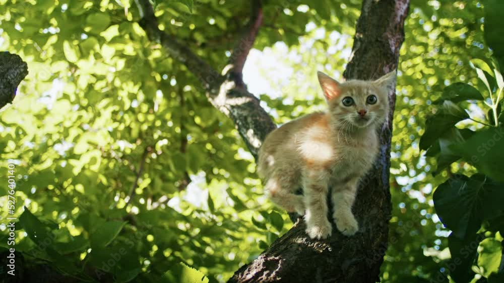 young ginger kitten is playing with his parents. young ginger kitten is playing with his parents.