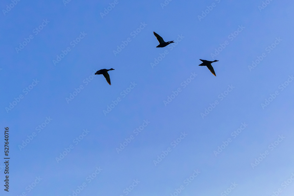 Fototapeta premium 青空を飛ぶ鳥