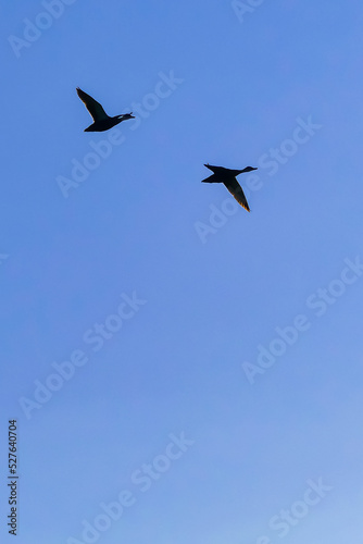 青空を左右に行き交う鳥 © MTBS PHOTO