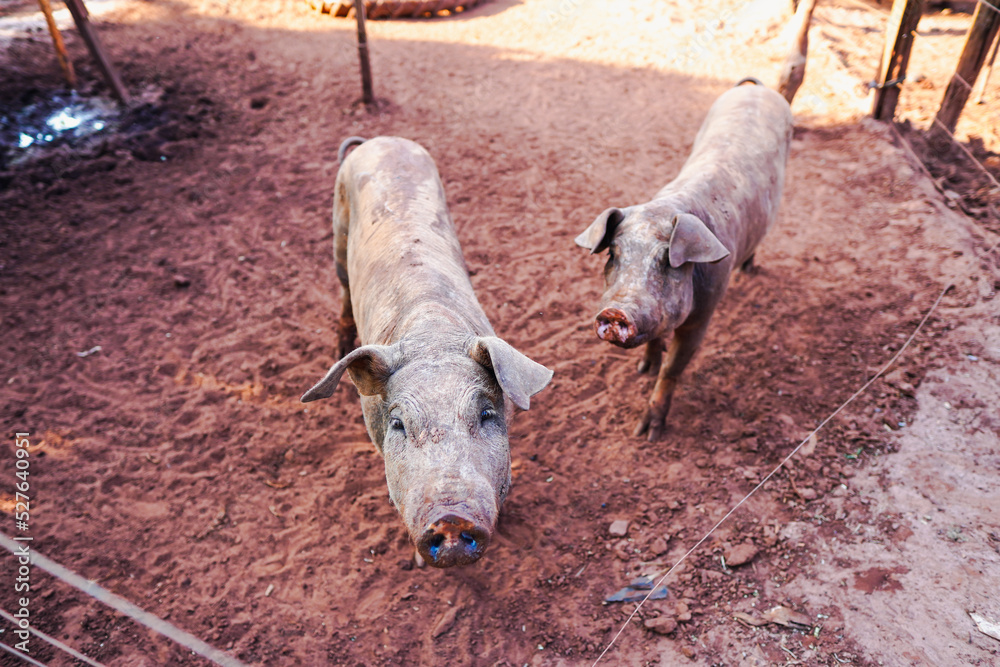 The free-range pig farming on a rural family farm in Mato Grosso do Sul. Brazil stands firm as the fourth largest producer and exporter of pork. The free-range pig farming on a rural family farm in Mato Grosso do Sul. Brazil stands firm as the fourth largest producer and exporter of pork.