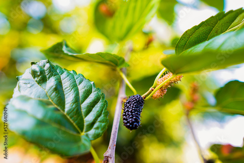 The blackberry fruit in a plantation in Mato Grosso do Sul. Fruit is rich in vitamins C, A and K, the fruit also has components that perform antioxidant functions. photo