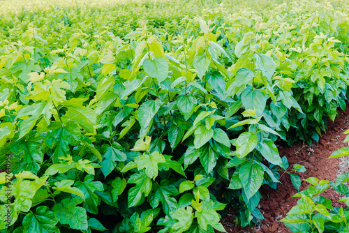 Blackberry plantation in Mato Grosso do Sul. Mulberry leaves are used to feed silkworms for cocoon production and silk thread extraction. photo