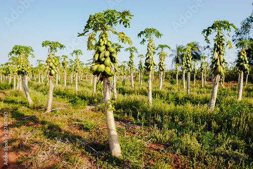 The formosa papaya plantation in Mato Grosso do Sul. This cultivation is done by family farmers who aim to supplement the income. photo