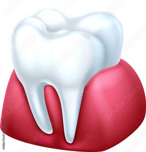 Gum and Tooth