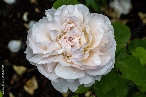 Flowers of ‘Lady Gardener’ English Rose