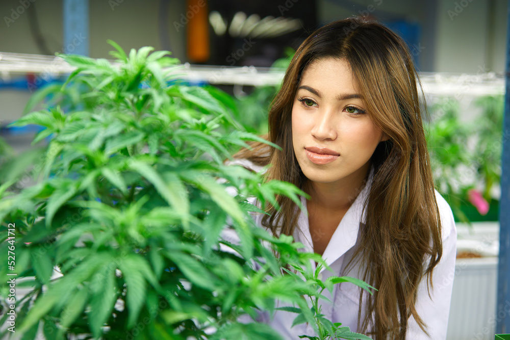 female scientist checking hemp or cannabis plants in the greenhouse female scientist checking hemp or cannabis plants in the greenhouse