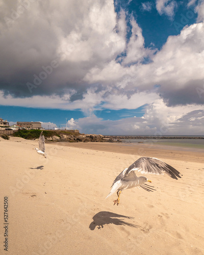 two seagulls flying low to the ground on an empty beach