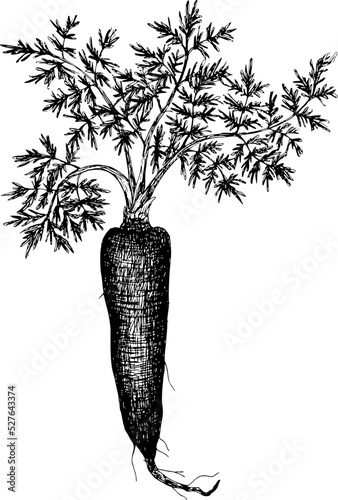 Carrot hand drawn vintage botanical vector