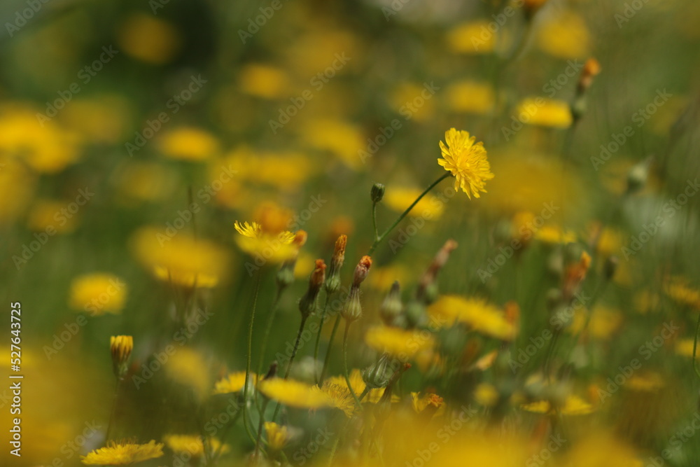 Obraz premium field of yellow flowers