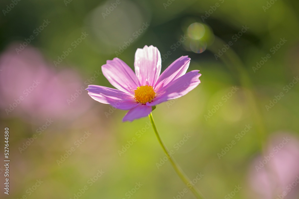 Flowers in all their diversity of forms, blooming, colors, textures and lights, close up detailes of petals.
Flowers in all their diversity of forms, blooming, colors, textures and lights, close up detailes of petals.