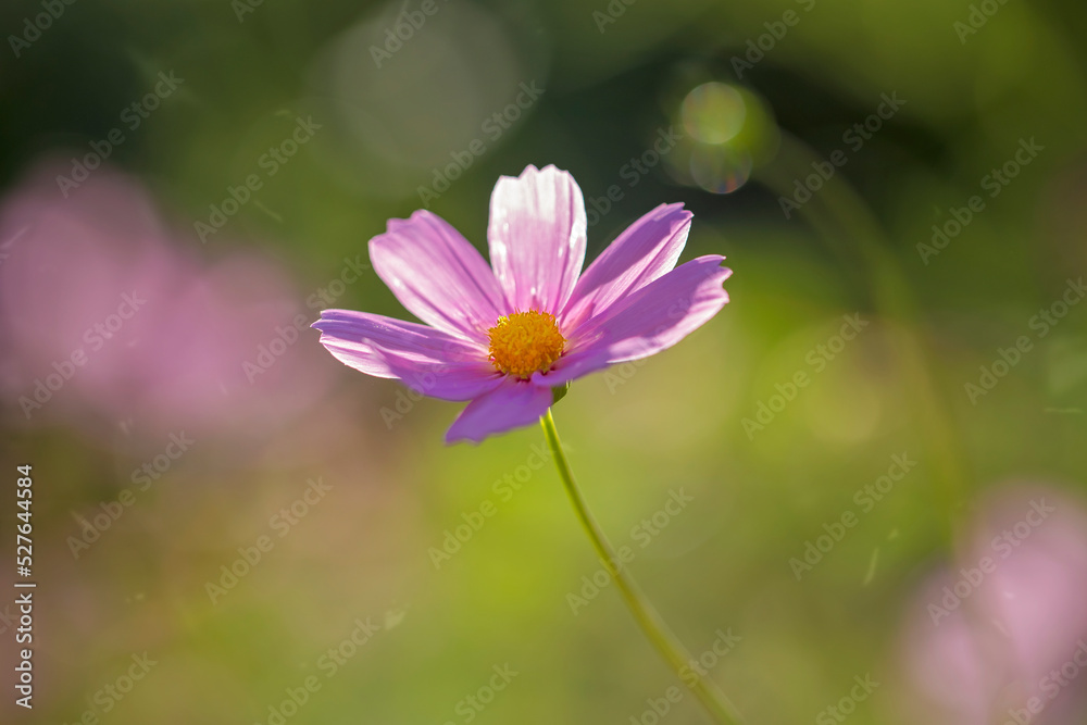 Flowers in all their diversity of forms, blooming, colors, textures and lights, close up detailes of petals.
Flowers in all their diversity of forms, blooming, colors, textures and lights, close up detailes of petals.
