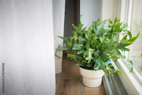 A plant of Blue Star fern  Phlebodium aureum   a fancy houseplant  on the floor in a house near a window.