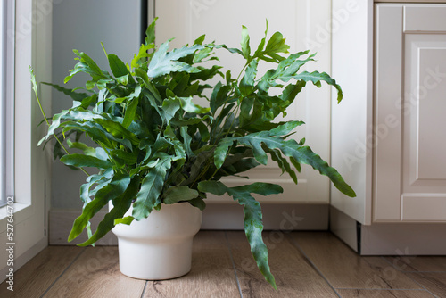 A plant of Blue Star fern (Phlebodium aureum), a fancy houseplant, on the floor in a house near a window.  photo