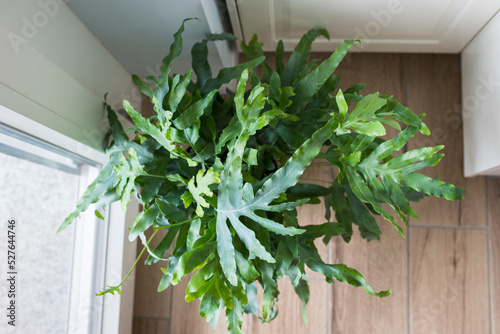 Top view of a plant of Blue Star fern (Phlebodium aureum), a fancy houseplant, on the floor in a house near a window. photo