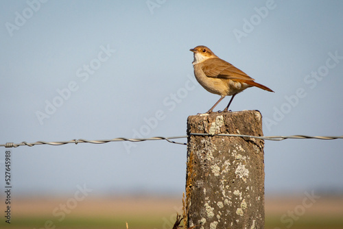 free bird