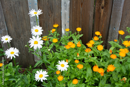 Fototapeta Naklejka Na Ścianę i Meble -  Daisies and calendula bloom near a rustic wooden fence on a summer day.