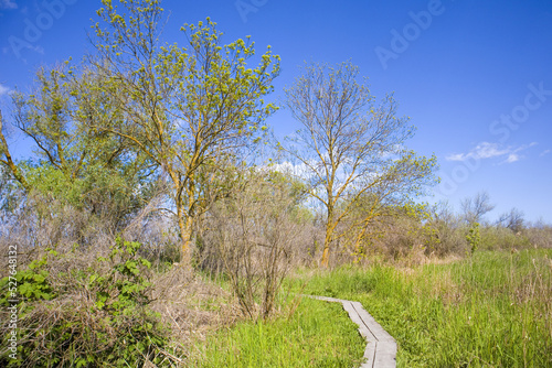 Landscape on Ankudinov island near Zero kilometer of the Danube (0km), Ukraine photo