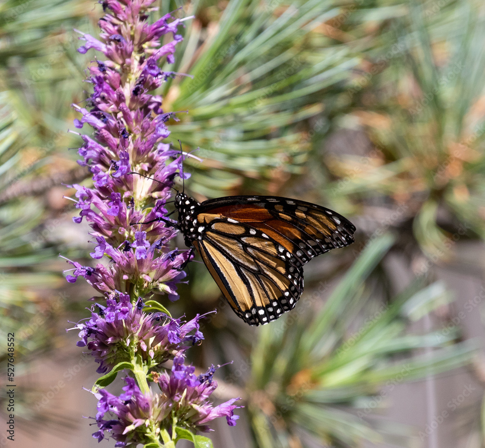 butterfly, monarch butterfly