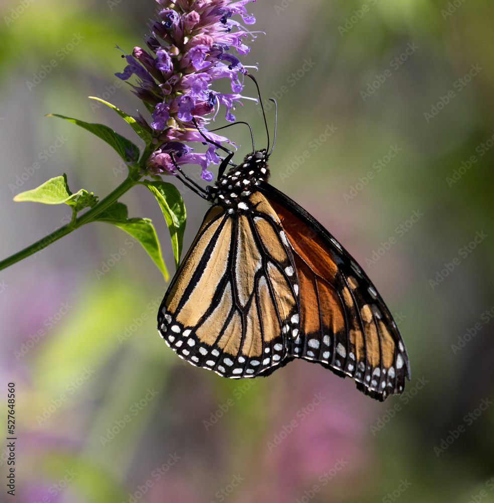 butterfly, monarch butterfly