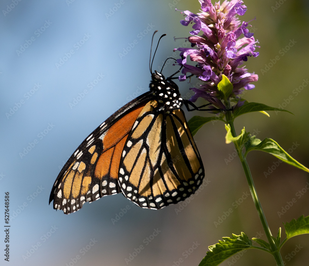 butterfly, monarch butterfly