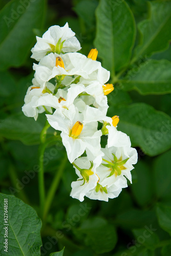 White and graceful potato flowers against the background of green leaves in a summer garden.