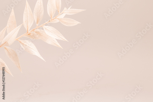Weiße Trockenblume vor beigen Hintergrund