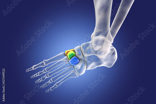 Cuneiform bones of the foot, 3D illustration photo