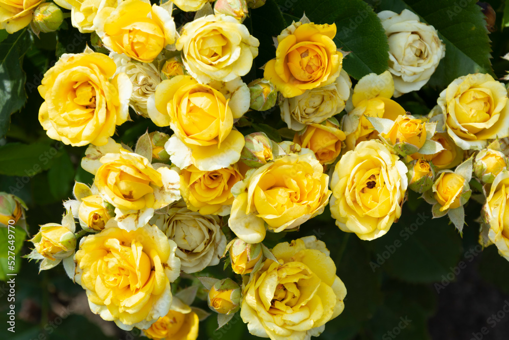 Yellow roses bloom in abundance on branches with green leaves on a summer day in the garden.