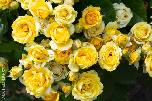 Yellow roses bloom in abundance on branches with green leaves on a summer day in the garden.