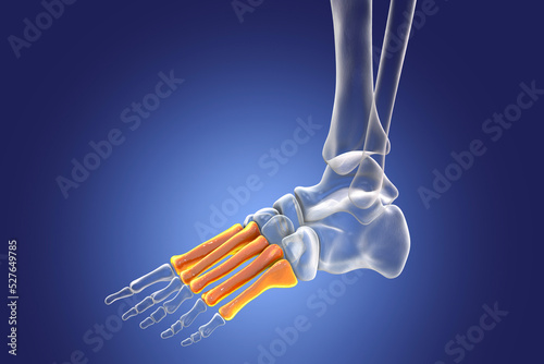 Metatarsal bones of the foot, 3D illustration