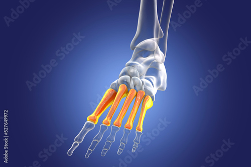 Metatarsal bones of the foot, 3D illustration