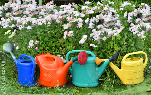 Four bright watering cans blue, green, yellow and orange stand near a flower bed with chrysanthemum.