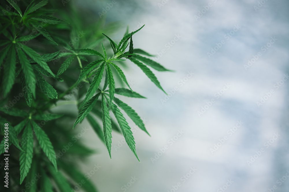 Fototapeta premium plant marijuana green leaves cannabis