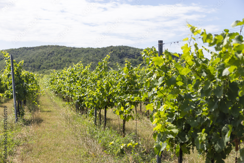 Weinbaugebiet mit langer Weinlaube vor dem Rieseln gegen Schädling