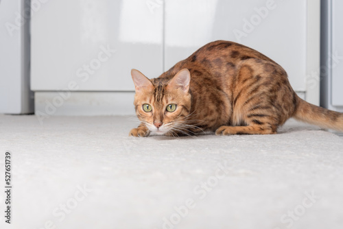 An adult Bengal cat plays on a carpet on the floor.
