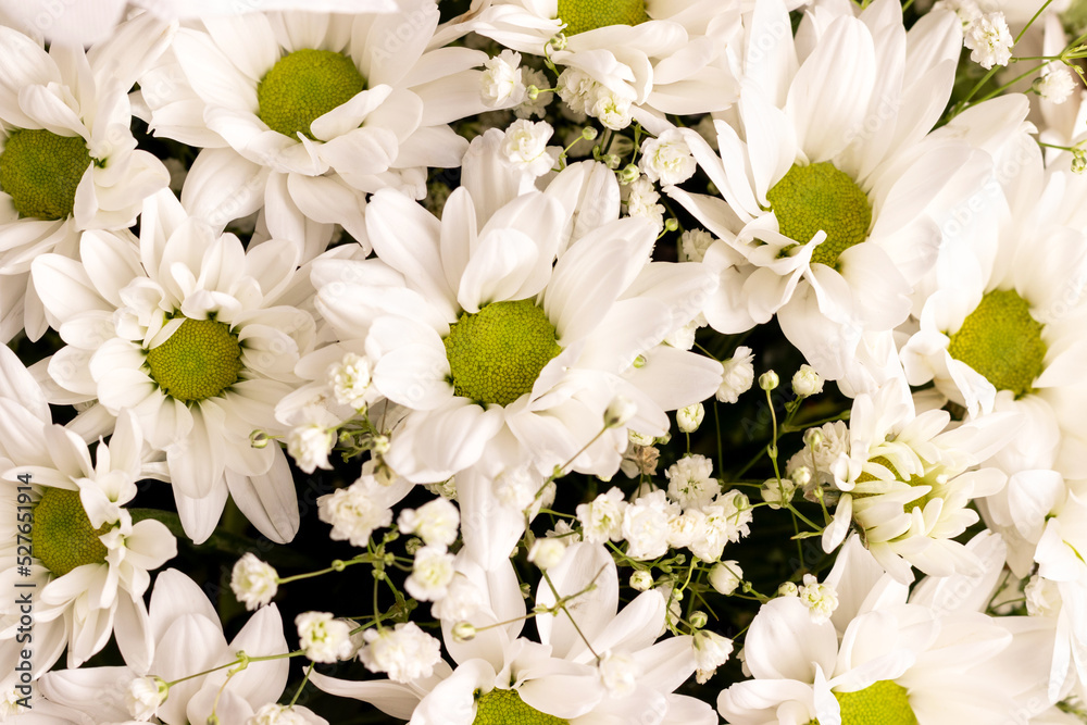Bouquet of white chamomile chrysanthemums closeup background. Gift flowers for the holiday