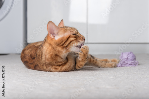 Bengal cat licks its paw in the room. © Svetlana Rey
