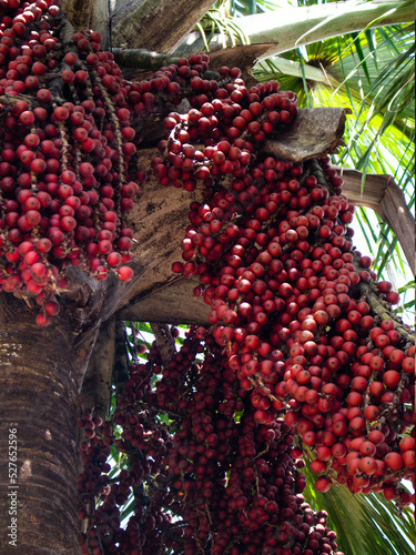 árvore de buriti